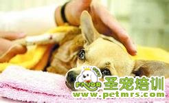 狗狗看病