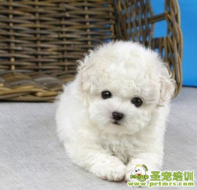 可愛狗狗