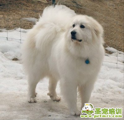 可愛狗狗
