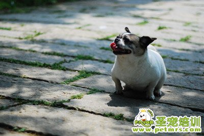 可愛狗狗