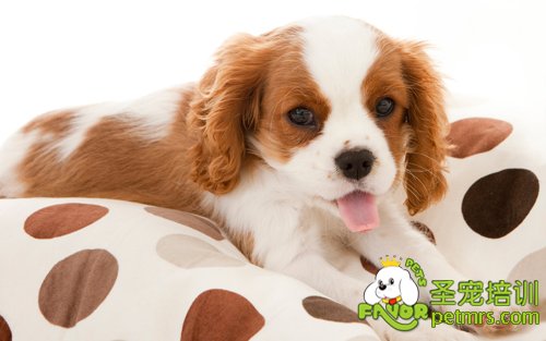 查理王小獵犬