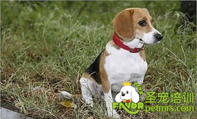 可愛狗狗
