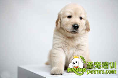 金毛犬幼犬
