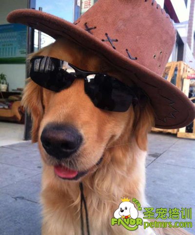 帥哥鋼蛋