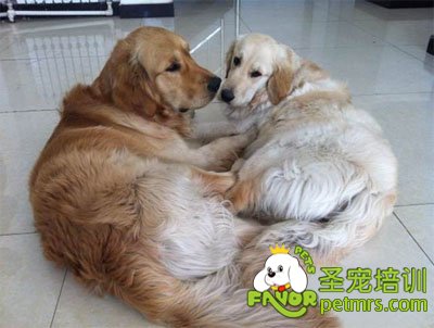 恩愛的狗夫妻