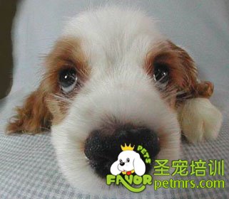 什么時候要帶狗狗去動物醫院和預約醫師
