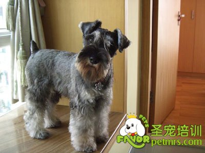 可愛狗狗