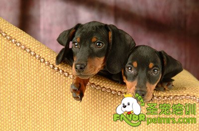 可愛狗狗