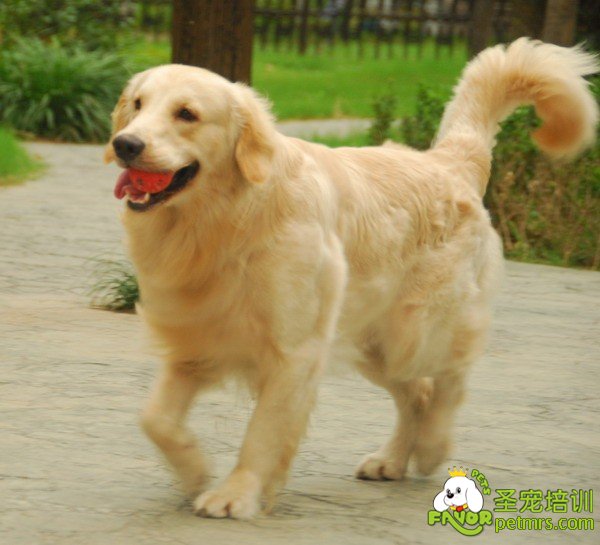 金毛犬