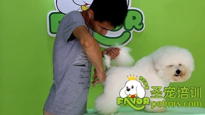圣寵李博昭老師現(xiàn)場(chǎng)演示比熊犬美容
