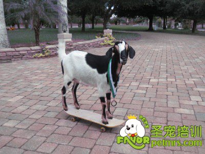 寵物羊