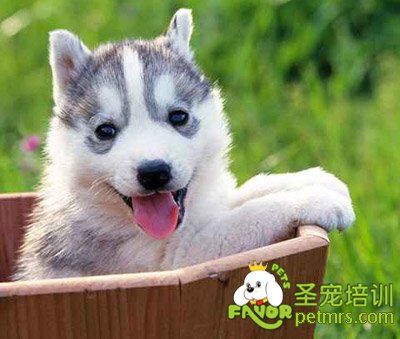 可愛狗狗