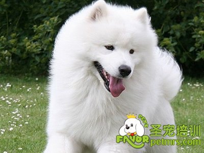 薩摩耶犬