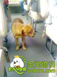 又一只新的“八公犬”