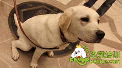 狗狗