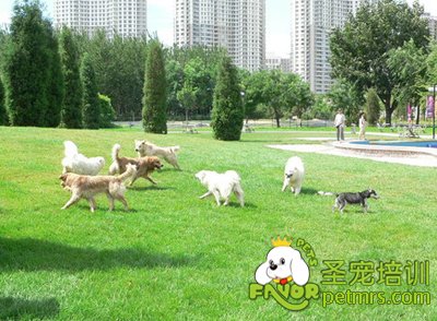 公園里的狗狗