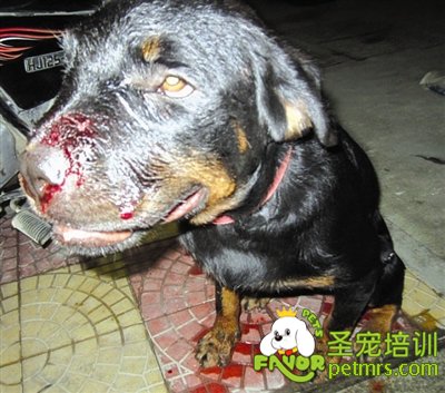 肇事狗狗