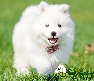 可愛狗狗