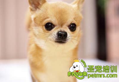 吉娃娃