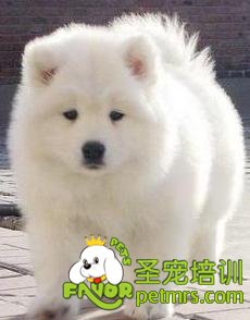 幼犬牽引繩