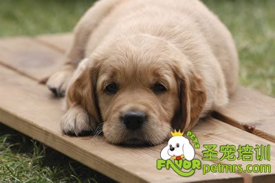 可愛狗狗