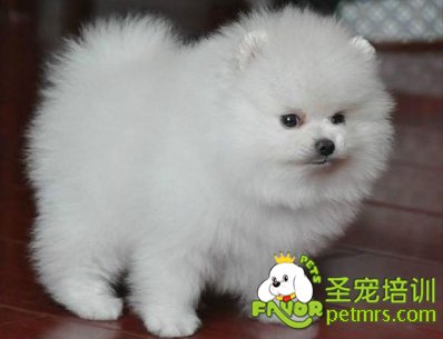 可愛狗狗