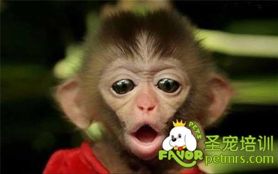 小猴子寵物