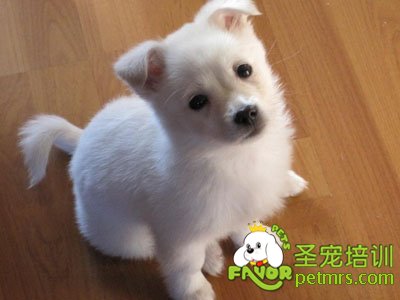 可愛狗狗