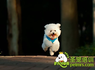 貴賓犬