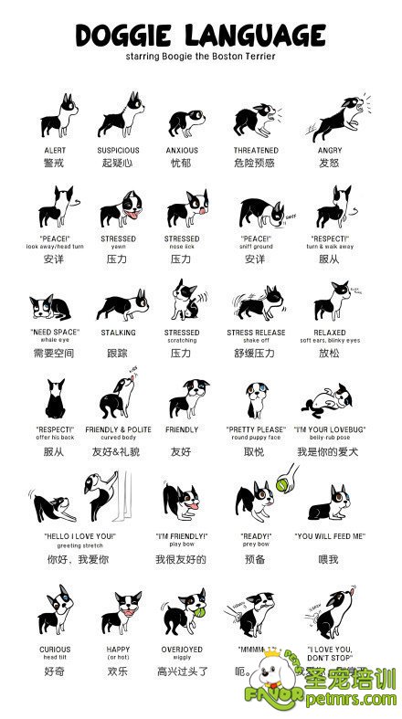 狗狗肢體語言