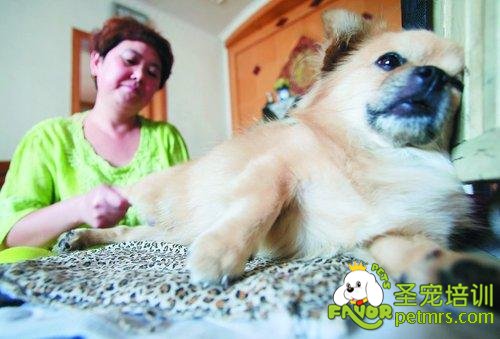 主人為癱瘓狗狗針灸