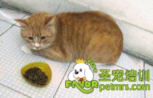 幫貓咪尋找新主人