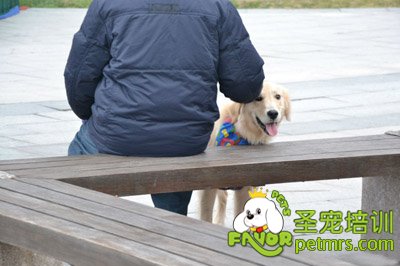 公園里的狗狗