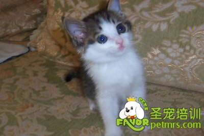 貓咪被燒死 主人險些崩潰