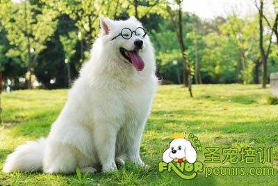 可愛狗狗