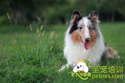 可愛狗狗