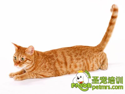貓咪