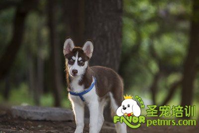 可愛狗狗