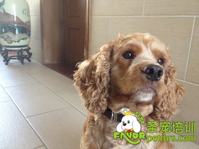 可愛狗狗