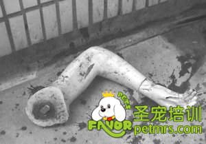 分尸案