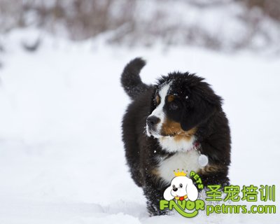 可愛狗狗