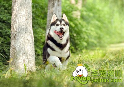 哈士奇
