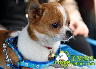 可愛(ài)狗狗
