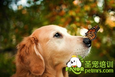 可愛狗狗