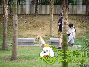 公園遛狗