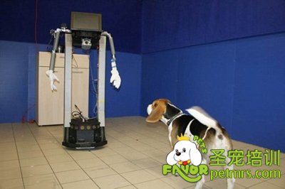 狗狗會對其喂食的人表示忠誠