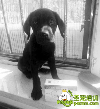 狗狗可以吃小兒藥嗎