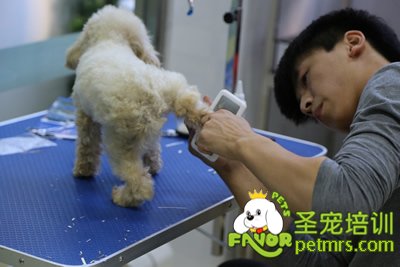 圣寵學員劉志明泰迪犬實犬操作