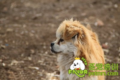 可愛狗狗