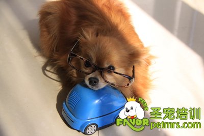 可愛狗狗